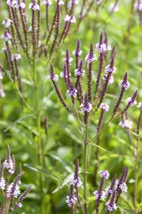 verbena hast. 'pink spires' P9 - afbeelding 5