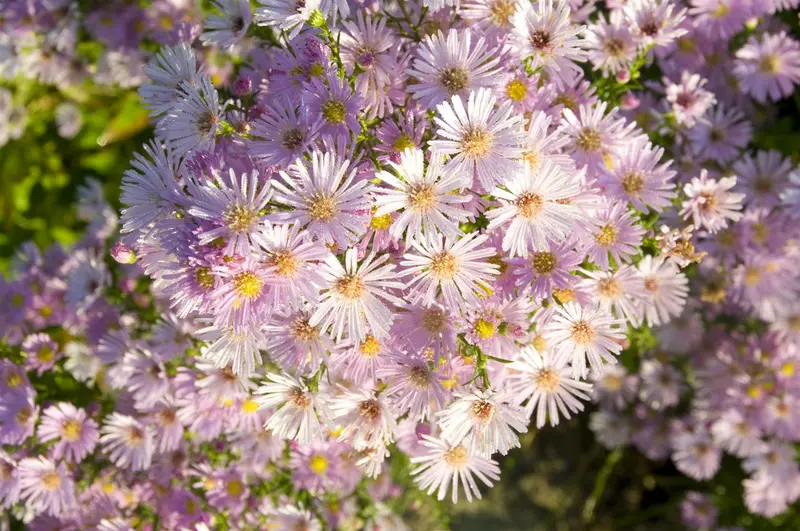 aster hybr. 'pink star' P9 - afbeelding 1