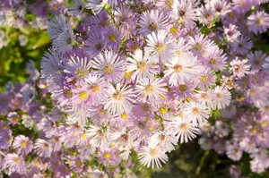 aster hybr. 'pink star' P9 - afbeelding 3