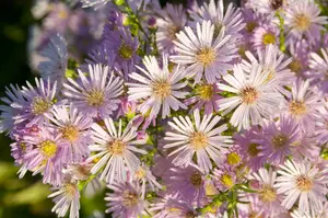 aster hybr. 'pink star' P9 - afbeelding 2