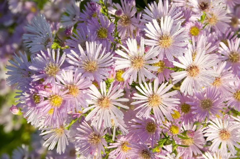 aster hybr. 'pink star' P9 - afbeelding 3
