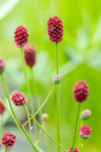 sanguisorba off. 'pink tanna' P9 - afbeelding 2