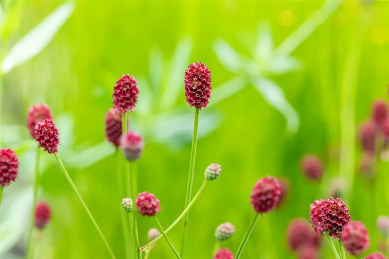 sanguisorba off. 'pink tanna' P9 - afbeelding 3