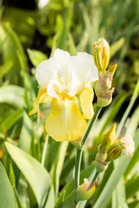 iris (germ.) 'pinnacle' p9 - afbeelding 2
