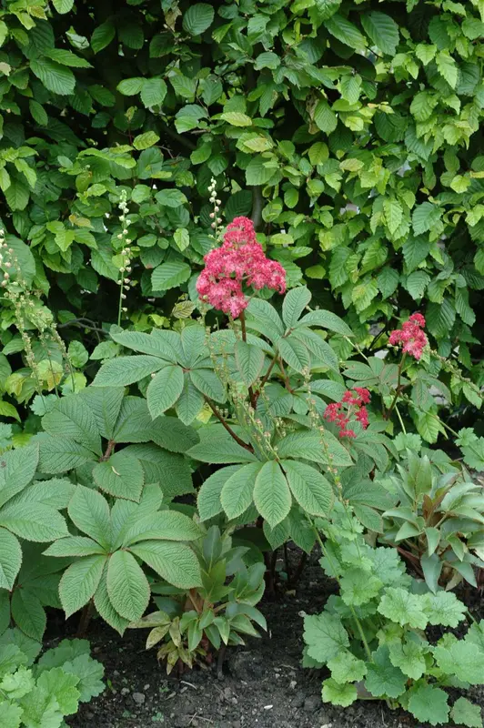 pinnata - afbeelding 2