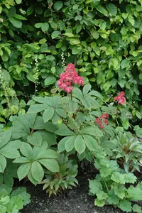 pinnata - afbeelding 2