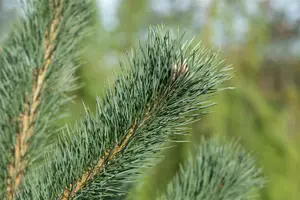 Pinus cembra 'Glauca' 50- 60 KLUIT