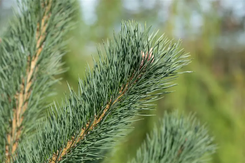 Pinus cembra 'Glauca' 60- 80 KLUIT - afbeelding 1