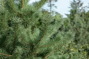 Pinus cembra 'Glauca' 60- 80 KLUIT - afbeelding 2