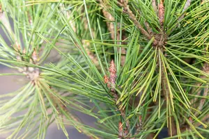 Pinus dens. 'Alice Verkade' 40- 50   C18 - afbeelding 3
