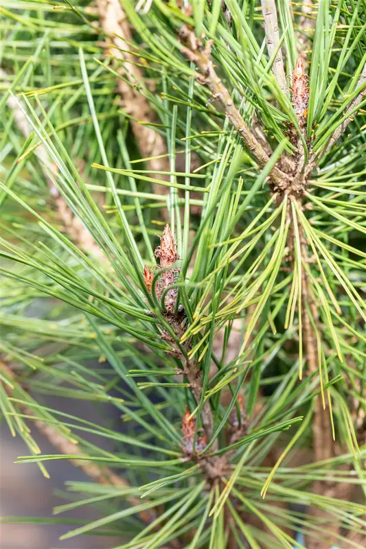 Pinus dens. 'Alice Verkade' 50- 60   C35 - afbeelding 4
