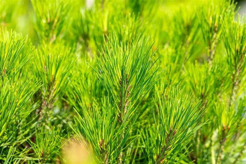 Pinus dens. 'Alice Verkade' 50- 60   C35 - afbeelding 5