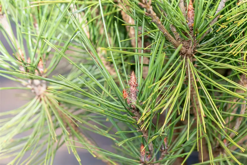 Pinus dens. 'Alice Verkade' STAM/ 40 C20 BOL 40/45 - afbeelding 3