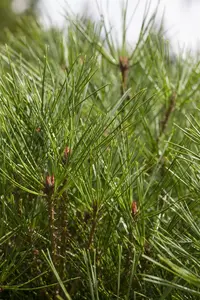 pinus dens. 'umbraculifera' (125-150 cm) PARAPLU - afbeelding 4