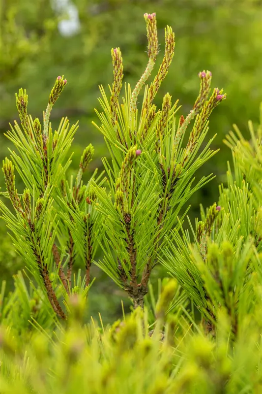 pinus dens. 'umbraculifera' (125-150 cm) PARAPLU - afbeelding 2
