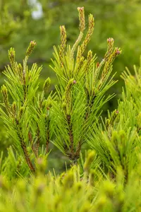 pinus dens. 'umbraculifera' (125-150 cm) PARAPLU - afbeelding 2