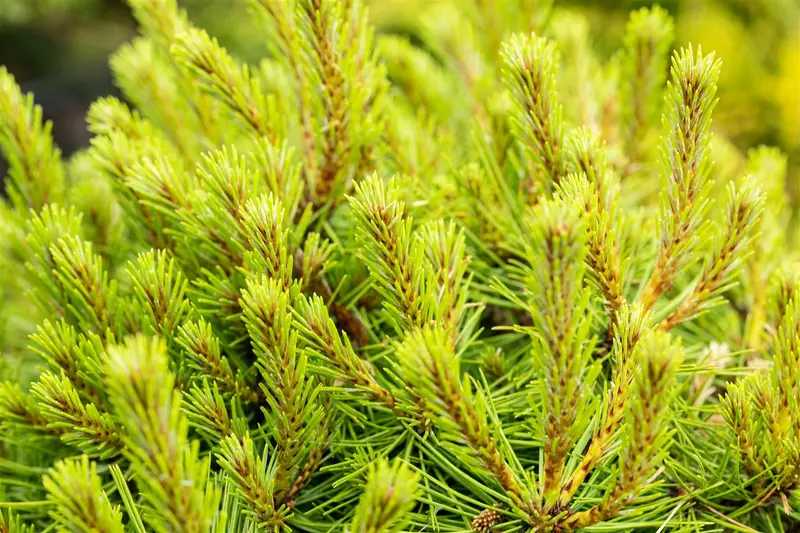 pinus dens. 'umbraculifera' (125-150 cm) PARAPLU - afbeelding 3