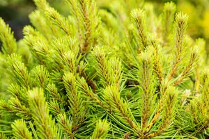 pinus dens. 'umbraculifera' (125-150 cm) PARAPLU - afbeelding 3