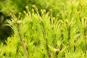 pinus dens. 'umbraculifera' (125-150 cm) PARAPLU - afbeelding 4