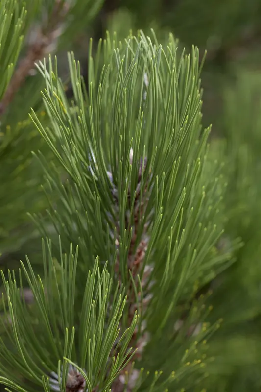 Pinus held. 'Compact Gem' 50- 60   KLUIT - afbeelding 2
