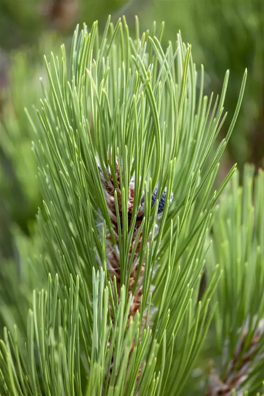 Pinus held. 'Compact Gem' 50- 60   KLUIT - afbeelding 4