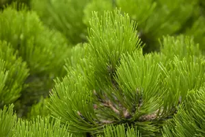 Pinus held. 'Compact Gem' 50- 60   KLUIT - afbeelding 3