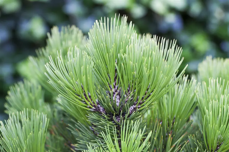 Pinus held. 'Compact Gem' 50- 60   KLUIT - afbeelding 5