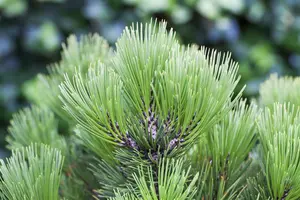 Pinus held. 'Compact Gem' 50- 60   KLUIT - afbeelding 5