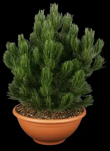 pinus held. 'compact gem' (60- 70cm) - afbeelding 5