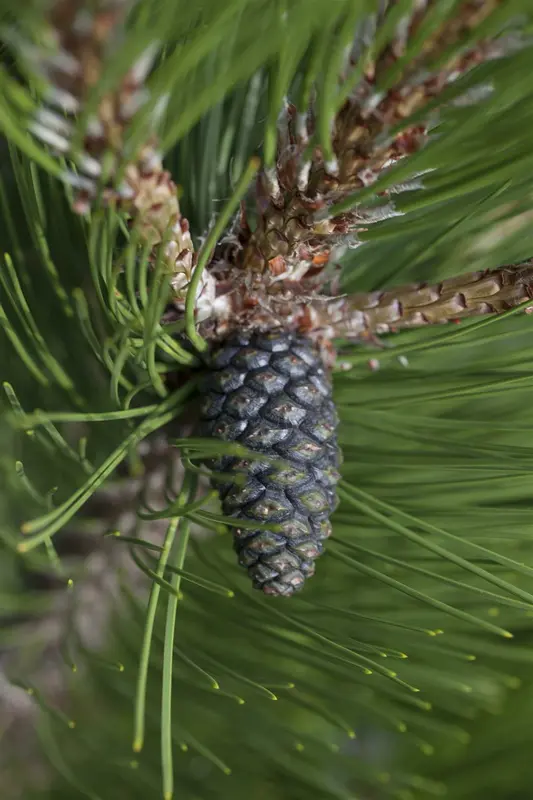pinus held. 'compact gem' (60- 80cm) - afbeelding 2