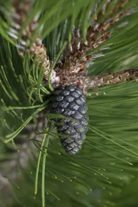 pinus held. 'compact gem' (60- 80cm) - afbeelding 2