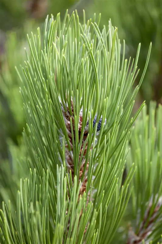 pinus held. 'compact gem' (60- 80cm) - afbeelding 5