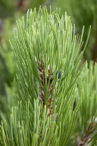 pinus held. 'compact gem' (60- 80cm) - afbeelding 5