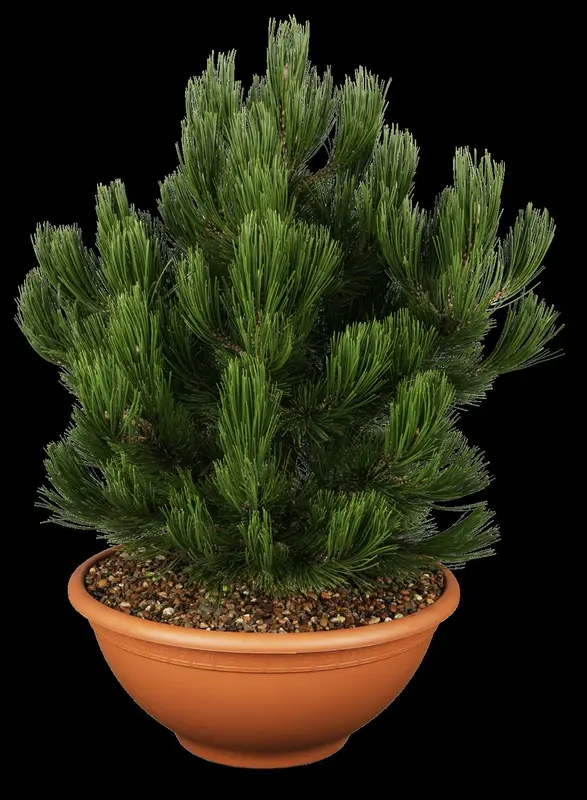 pinus held. 'compact gem' (60- 80cm) - afbeelding 1