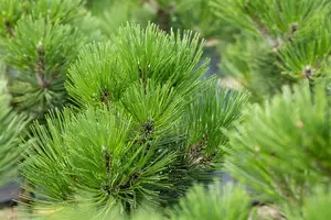 Pinus held. 'Malinki' 35- 40 C8 - afbeelding 2