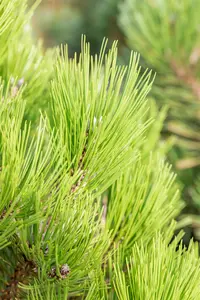 Pinus held. 'Malinki' 40- 50 C12 - afbeelding 5