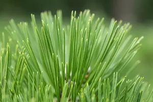 Pinus held. 'Malinki' 40- 50   C12