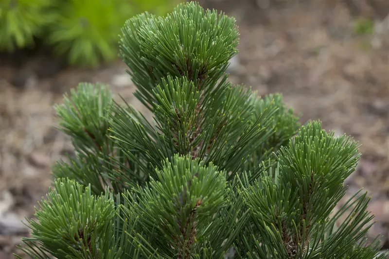 Pinus held. 'Malinki' 40- 50 C12 - afbeelding 3