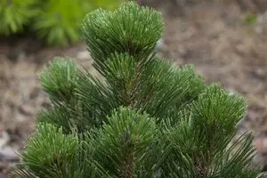 Pinus held. 'Malinki' 40- 50 C12 - afbeelding 3