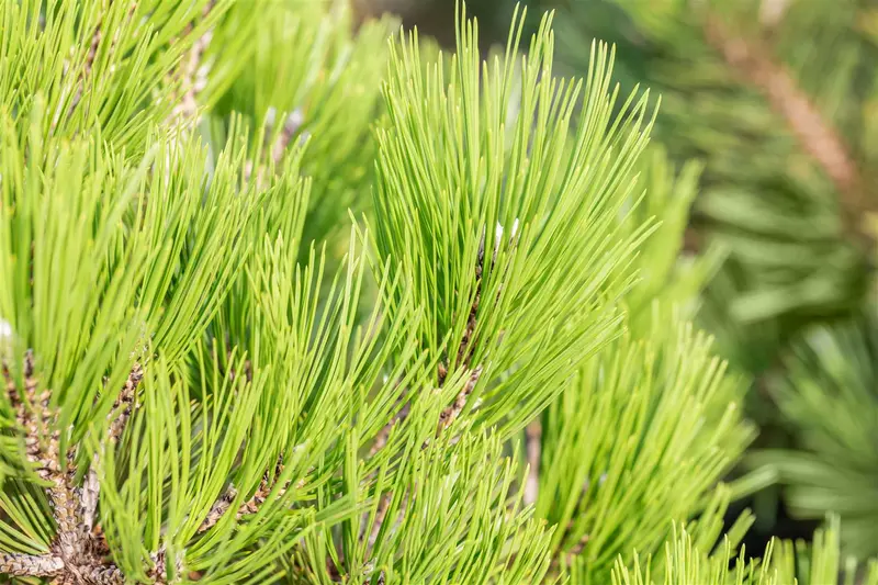 Pinus held. 'Malinki' 40- 50 C12 - afbeelding 4