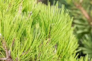 Pinus held. 'Malinki' 40- 50 C12 - afbeelding 4