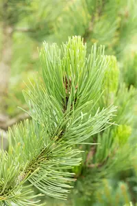 Pinus held. 'Satellit' 50- 60 KLUIT - afbeelding 2