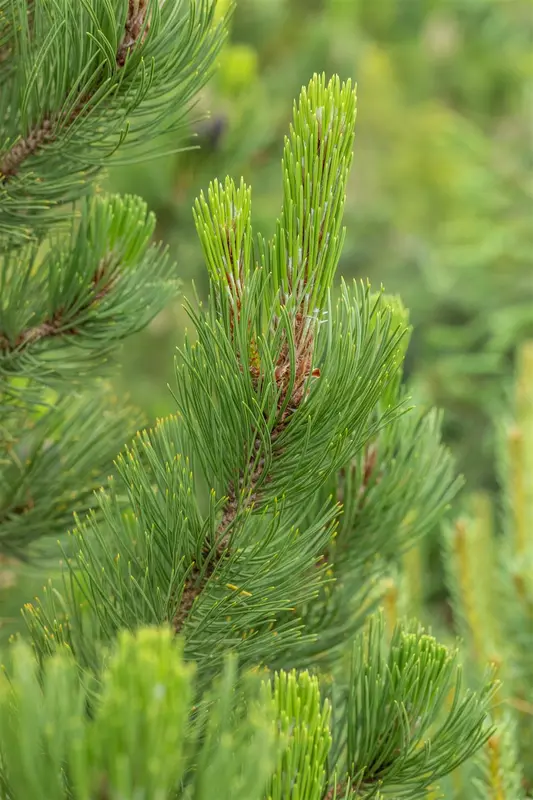 Pinus held. 'Satellit' 60- 80 KLUIT - afbeelding 1