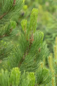 Pinus held. 'Satellit' 60- 80   KLUIT