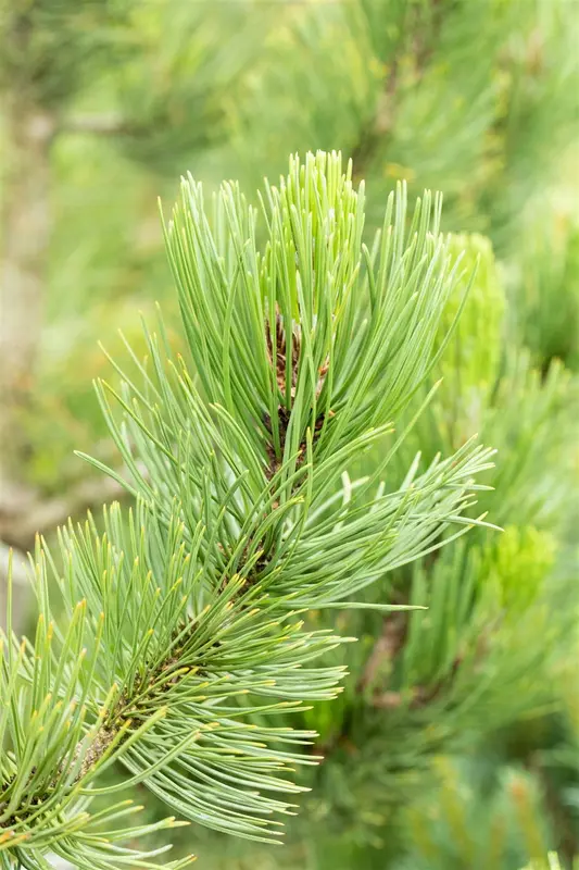 Pinus held. 'Satellit' 80-100 KLUIT - afbeelding 2