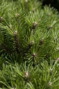 Pinus mugo 'Benjamin' 25- 30 C8