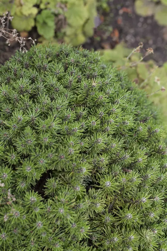 Pinus mugo 'Benjamin' 25- 30   C8 - afbeelding 3