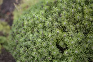 Pinus mugo 'Benjamin' 25- 30   C8 - afbeelding 2