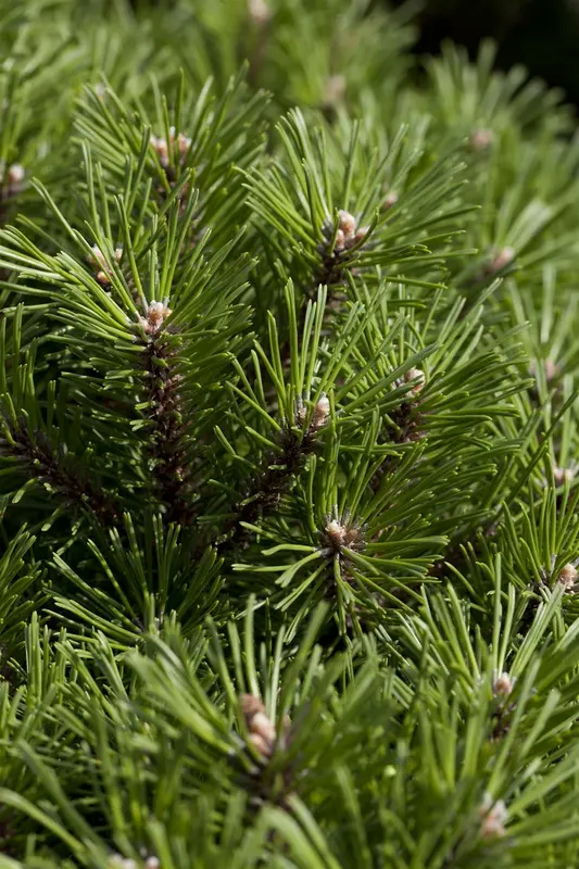 Pinus mugo 'Benjamin' 30- 35 C12 - afbeelding 1