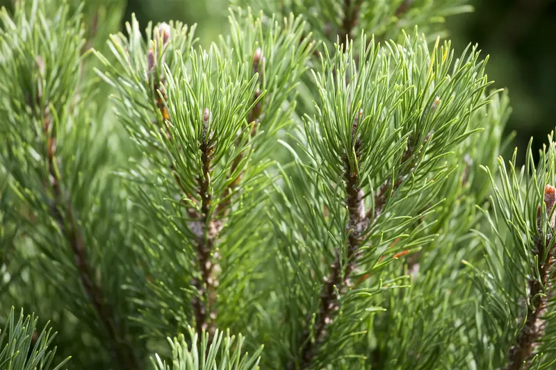 Pinus mugo 'Carsten' ( 'carst. wintergold') 30- 40   C5 - afbeelding 3
